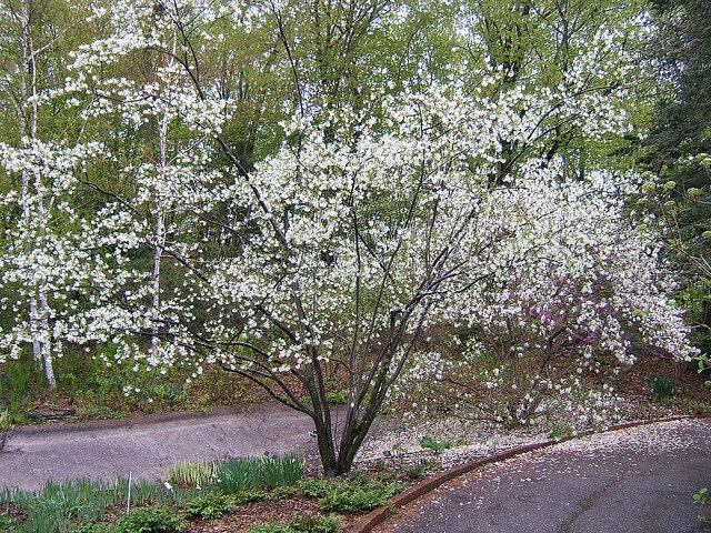 Autumn Brilliance Serviceberry
