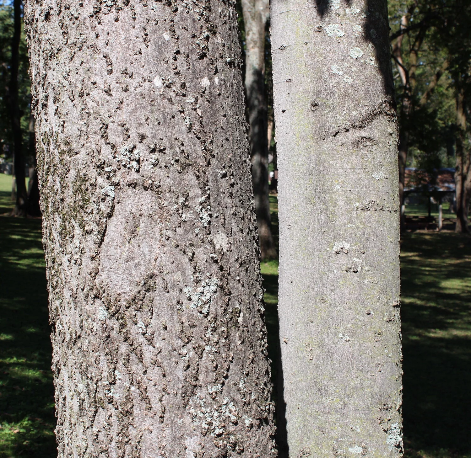 Hackberry Tree Black Sap | Pictures and Description of Hackberry Trees ...