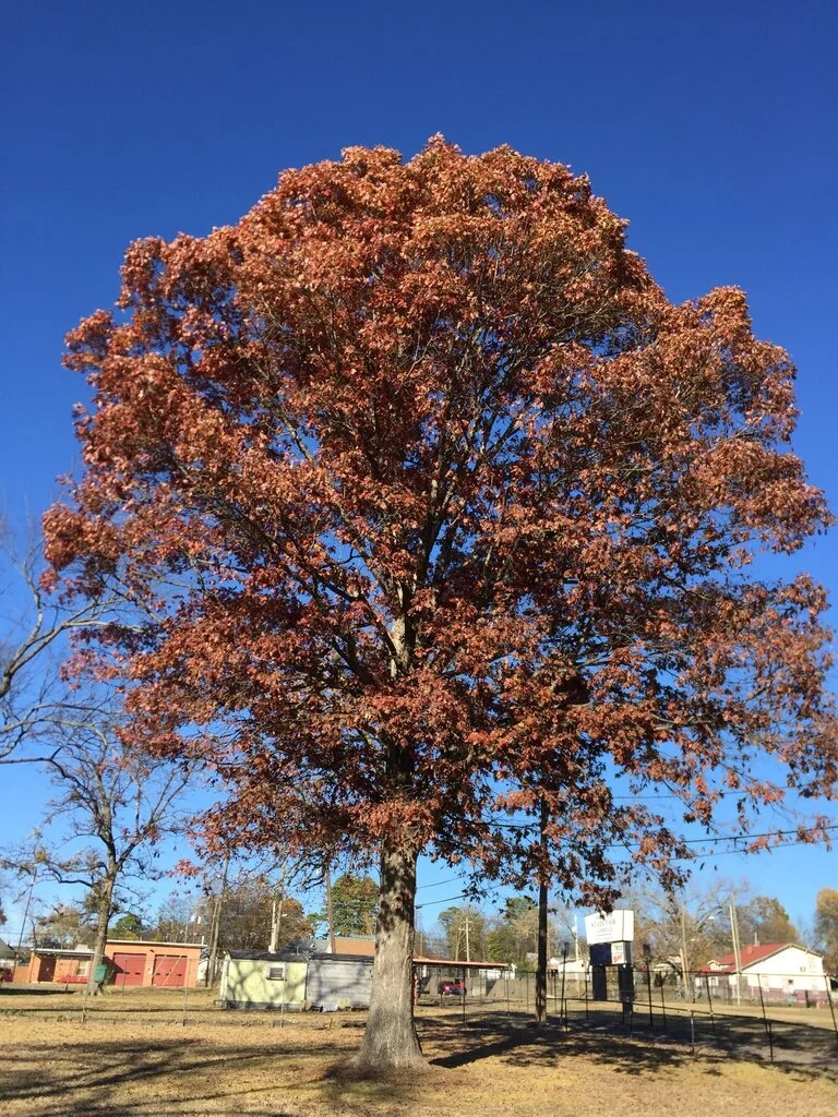 White Oak Fall 2.jfif