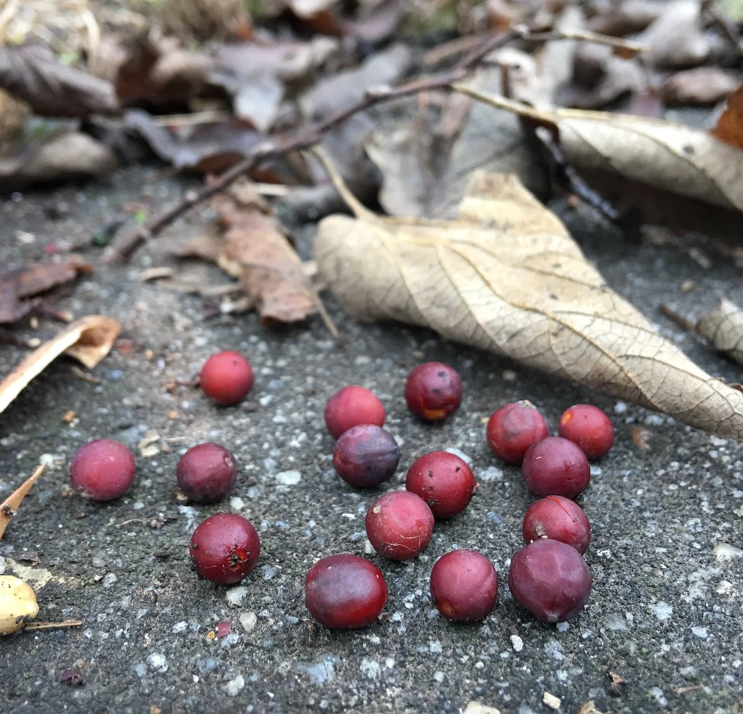 Going Native: Trees in Winter