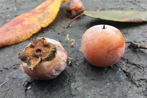 Going Native: American Persimmon