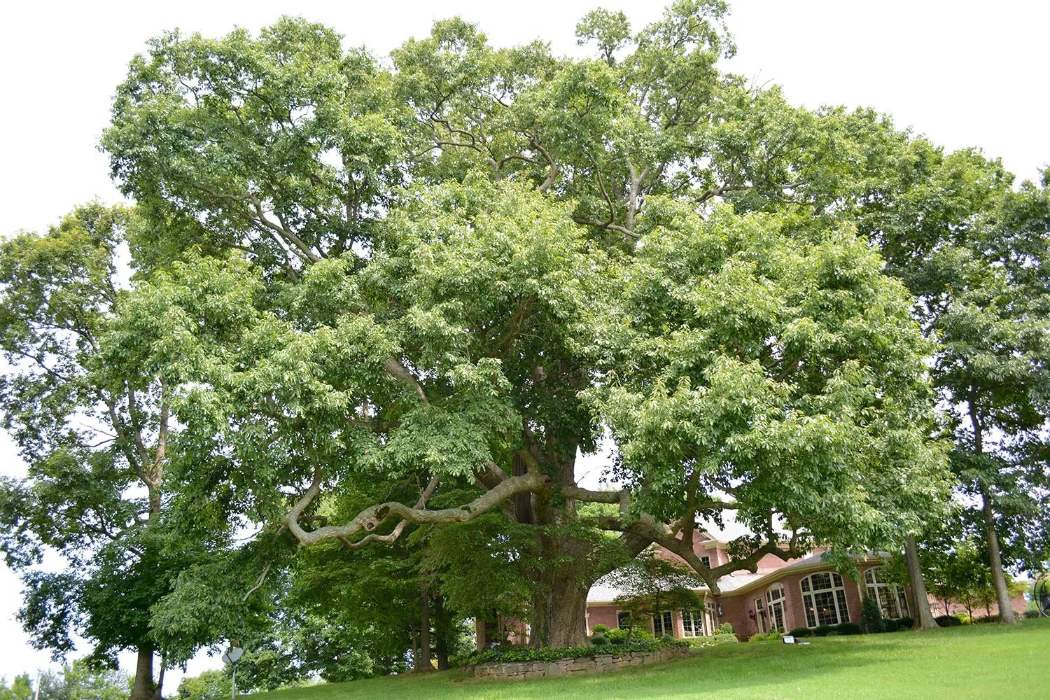How Oak Trees Can Hybridize To Form New Varieties