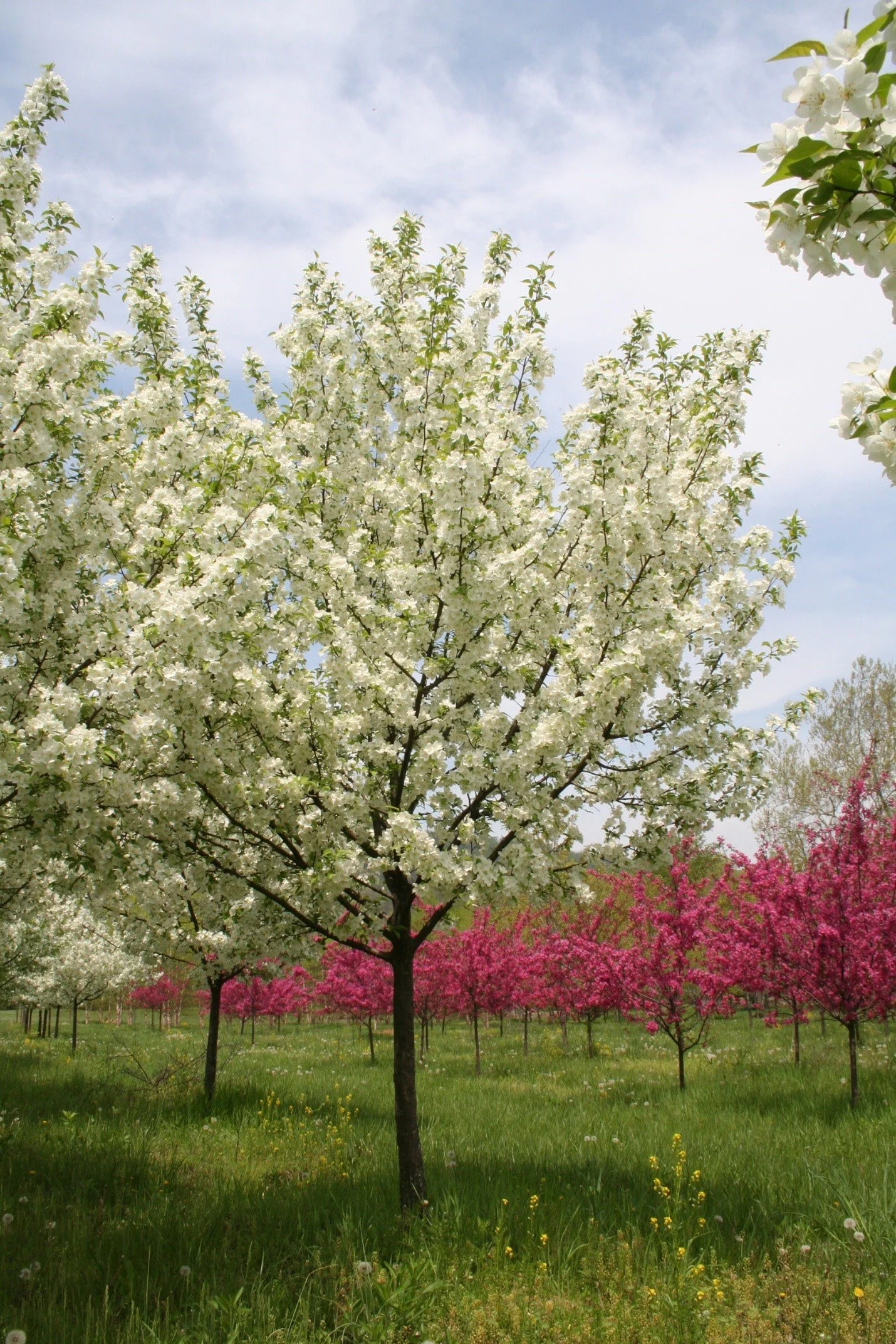 Snowdrift Tree in Blossom.jpg
