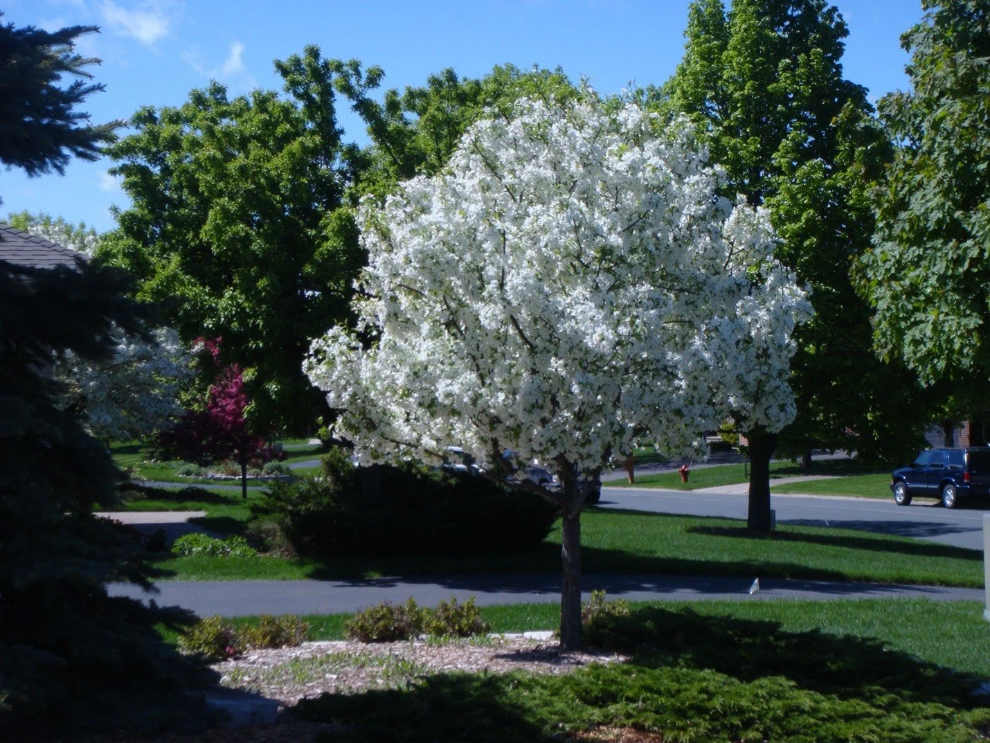 Snowdrift tree.jpg