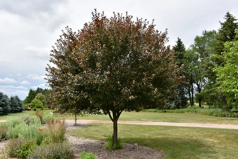 Velvet Pillar Tree.jpg