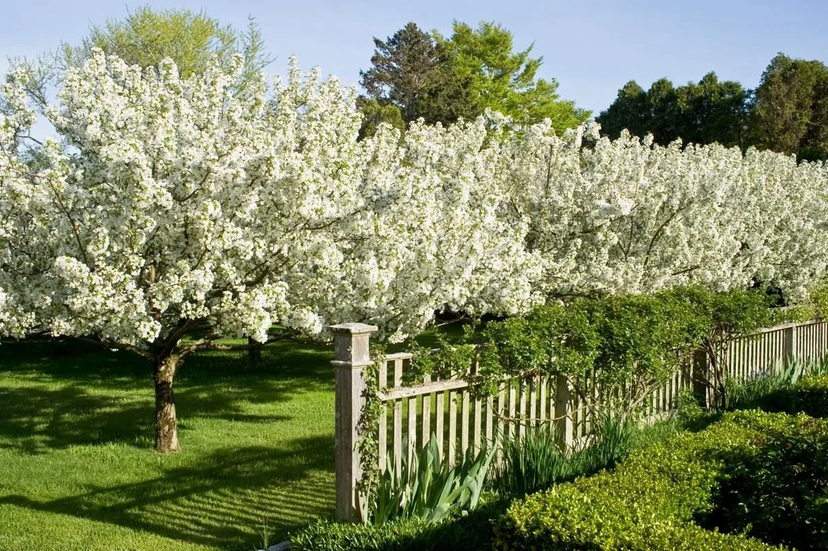 Snowdrift in Bloom.jpg