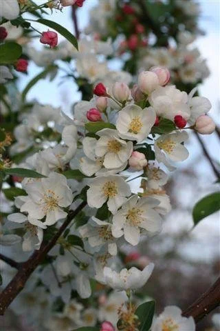 Snowdrift CA Blossom.jpg