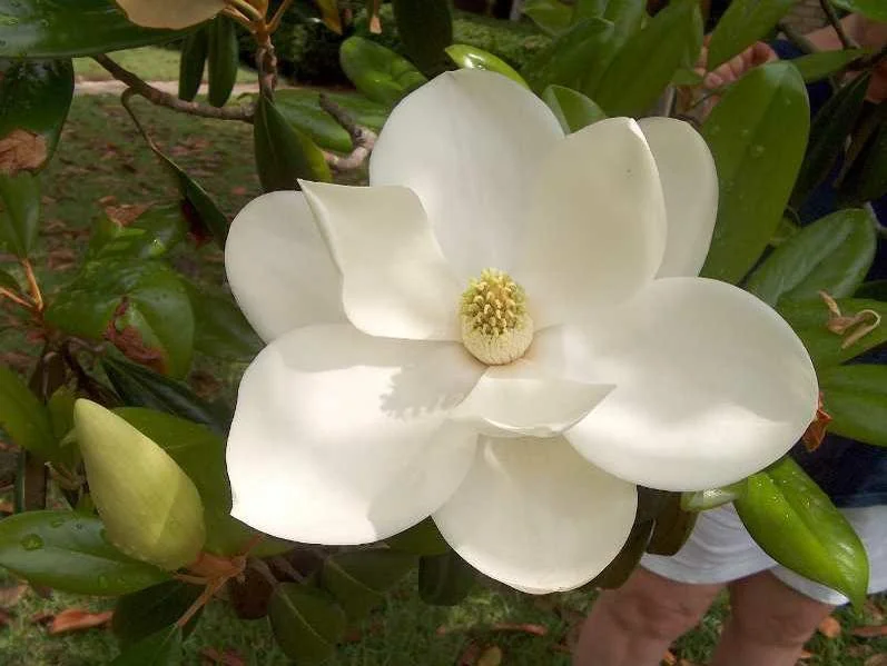 Southern Magnolia.jpg