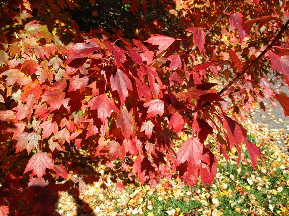 Sun Valley Foliage.jfif