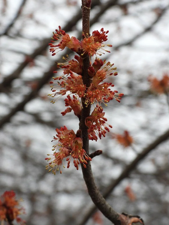 Sun Valley Flower.jfif