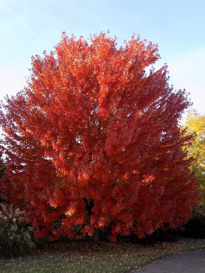 Sun Valley Maple Fall.jfif