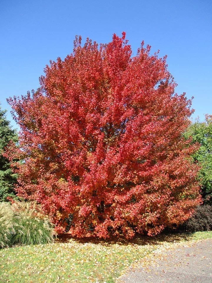 Sun Valley Maple Full.jfif