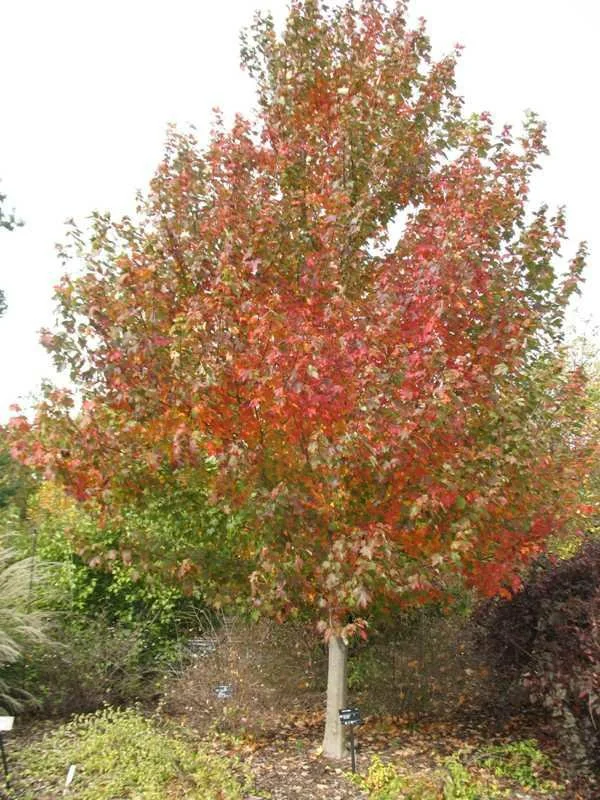 Sun Valley Maple Turning.jfif