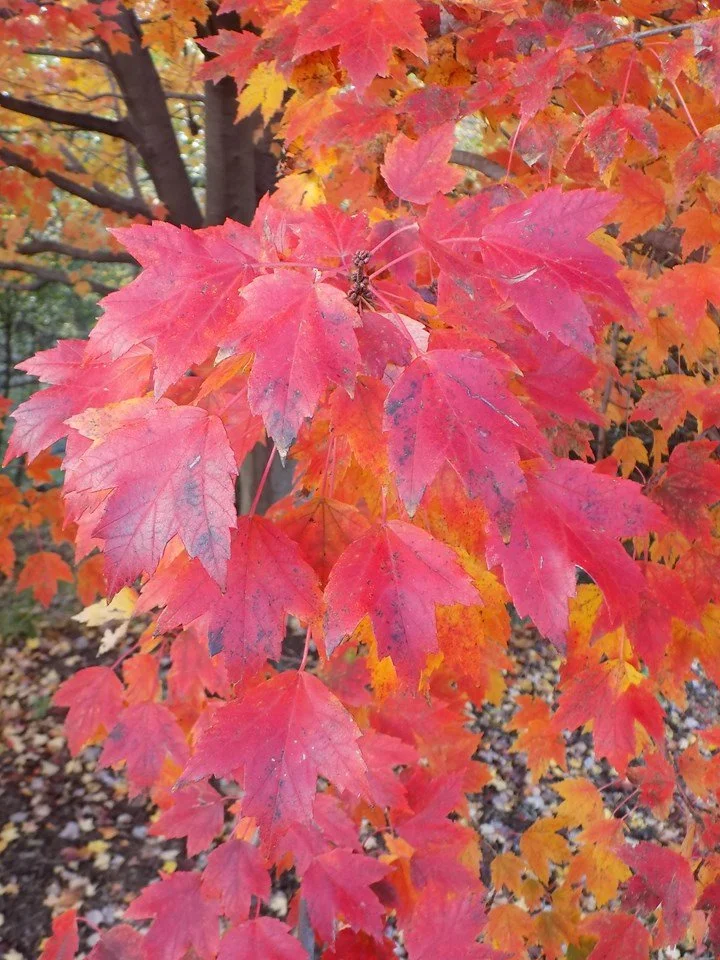 Sun Valley Maple.jfif