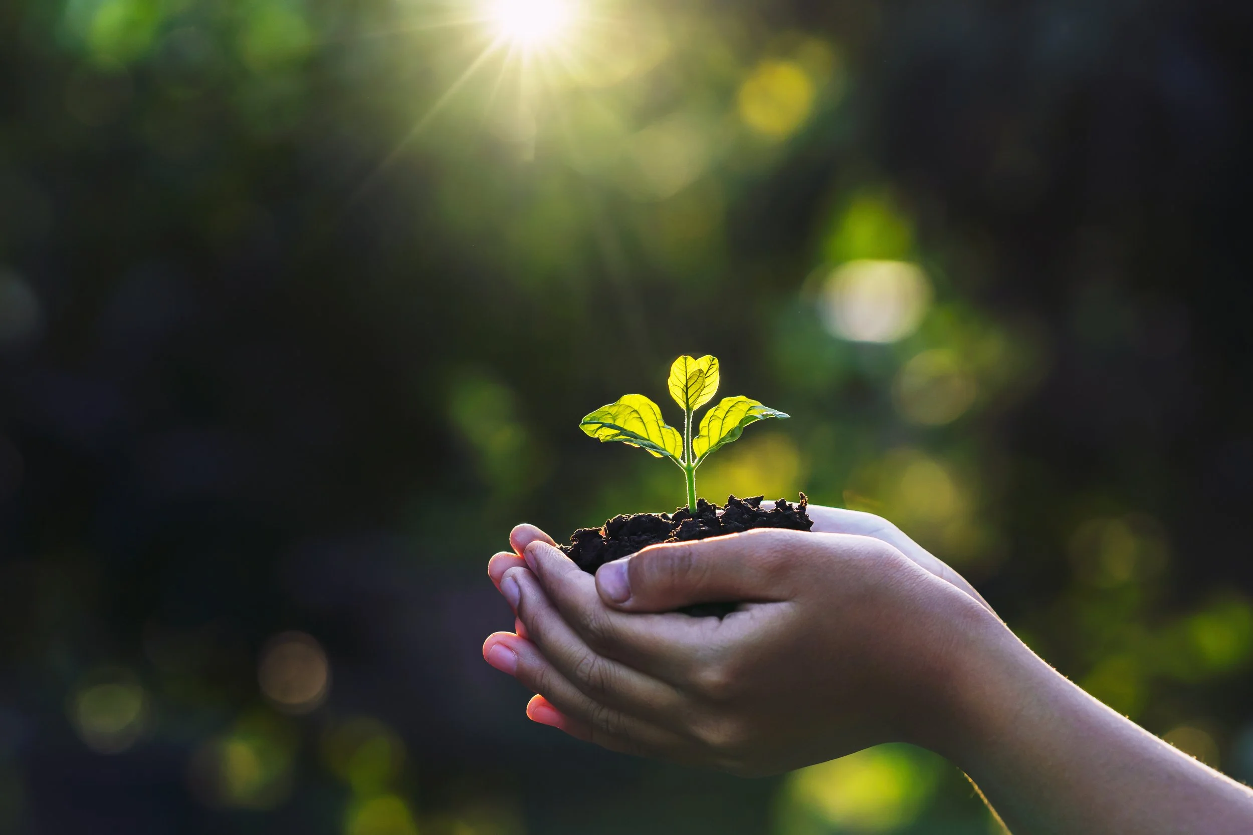 Four Ways to Celebrate World Soil Day