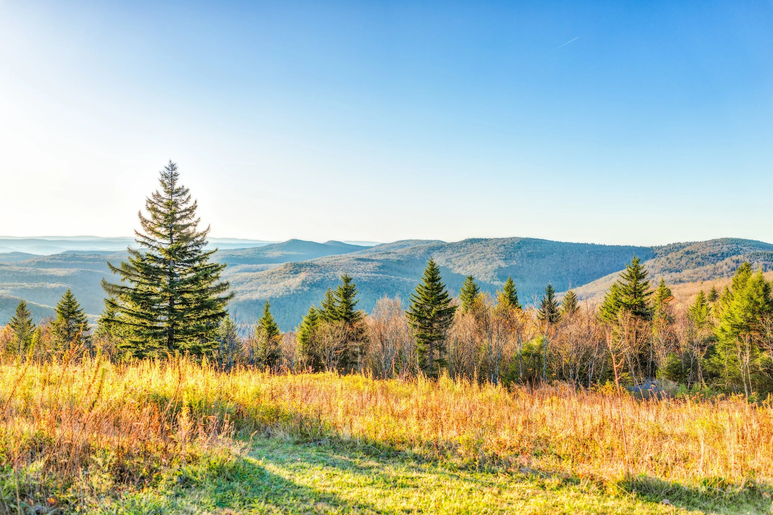 The Virginia Pine’s Holiday Magic: A Native Tree Perfect for Nashville Homes