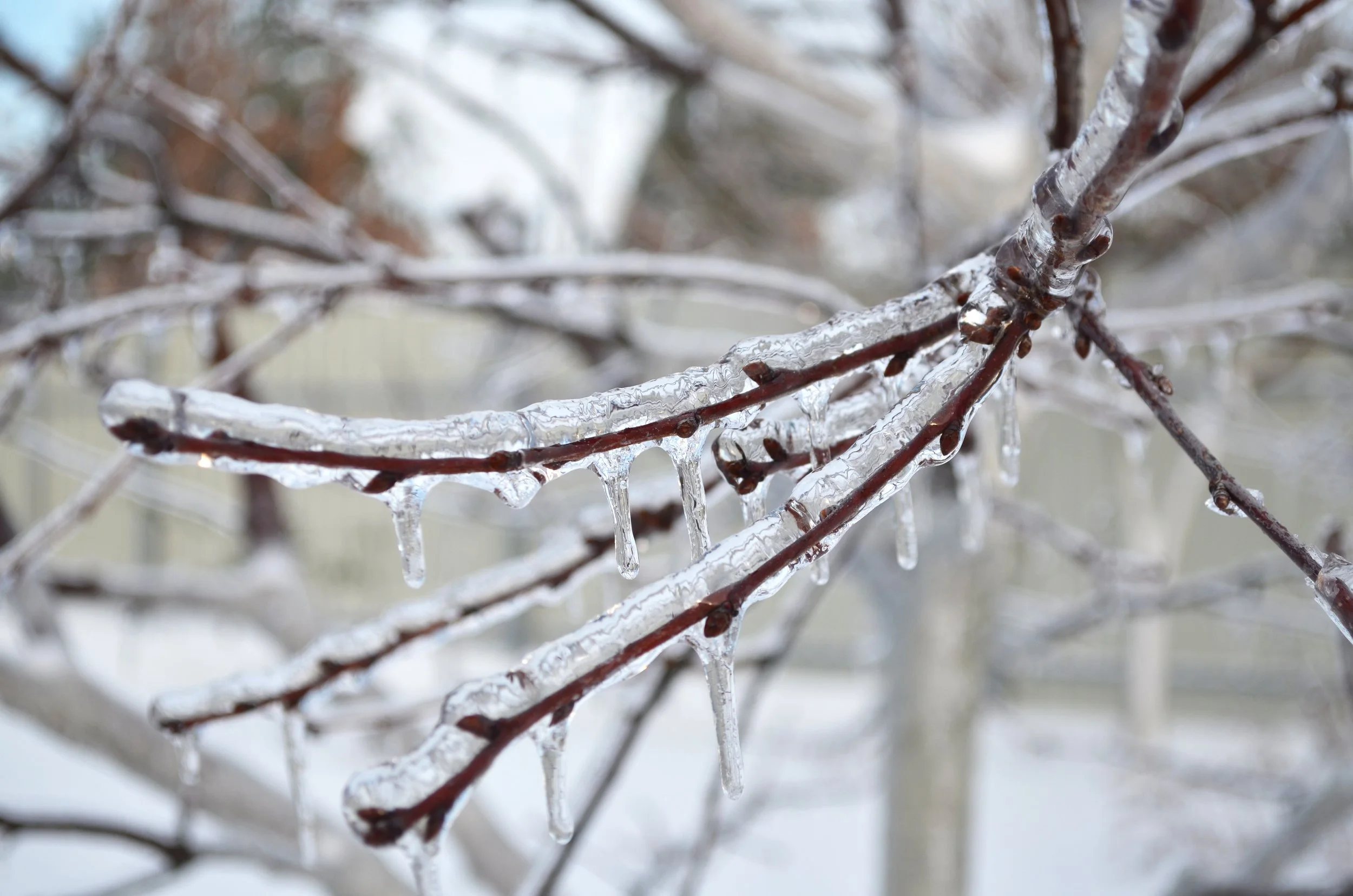Ice Storms in Nashville: What to Know for Winter Tree Safety