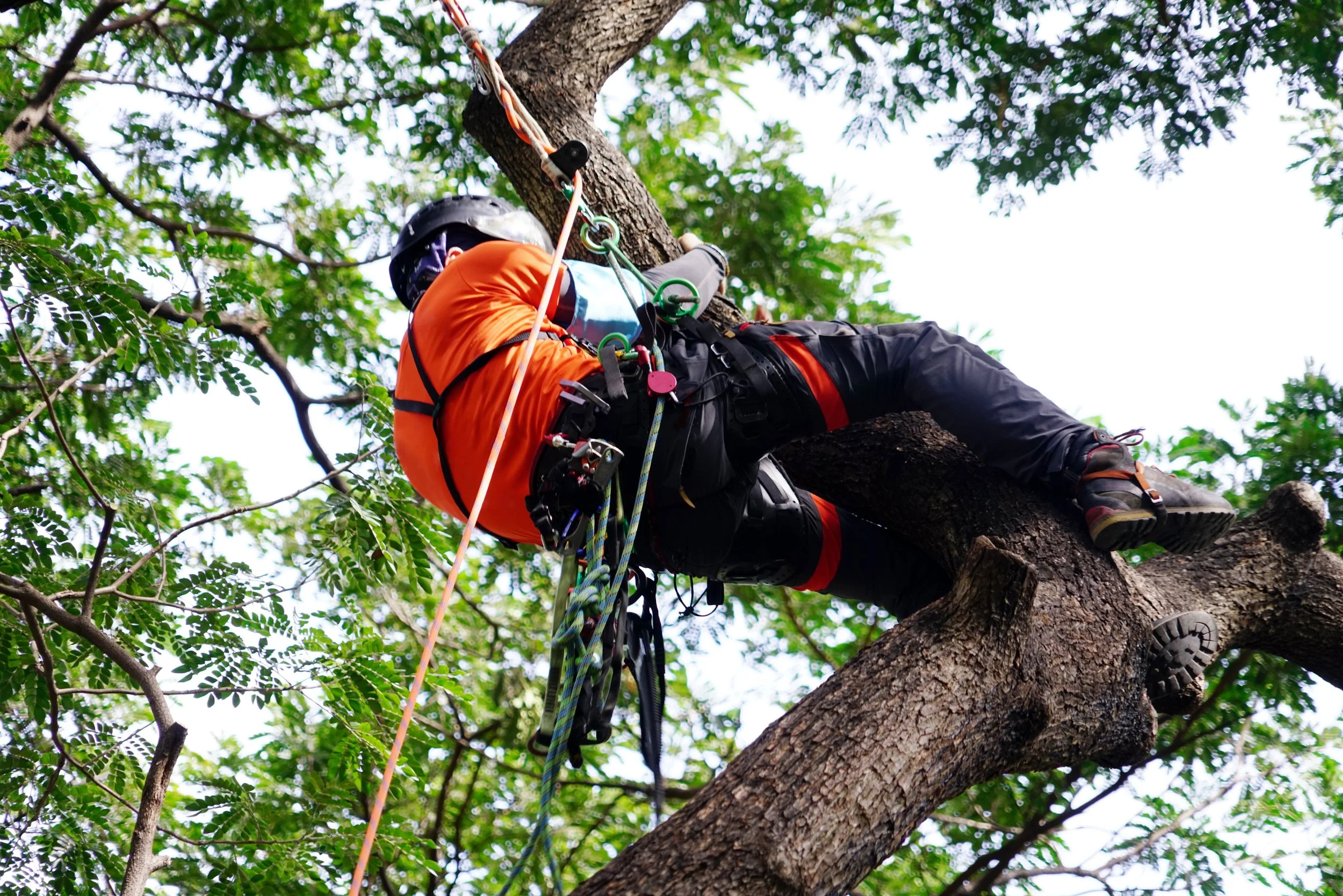 What Is a TRAQ Certified Arborist? Exploring Tree Risk Assessment
