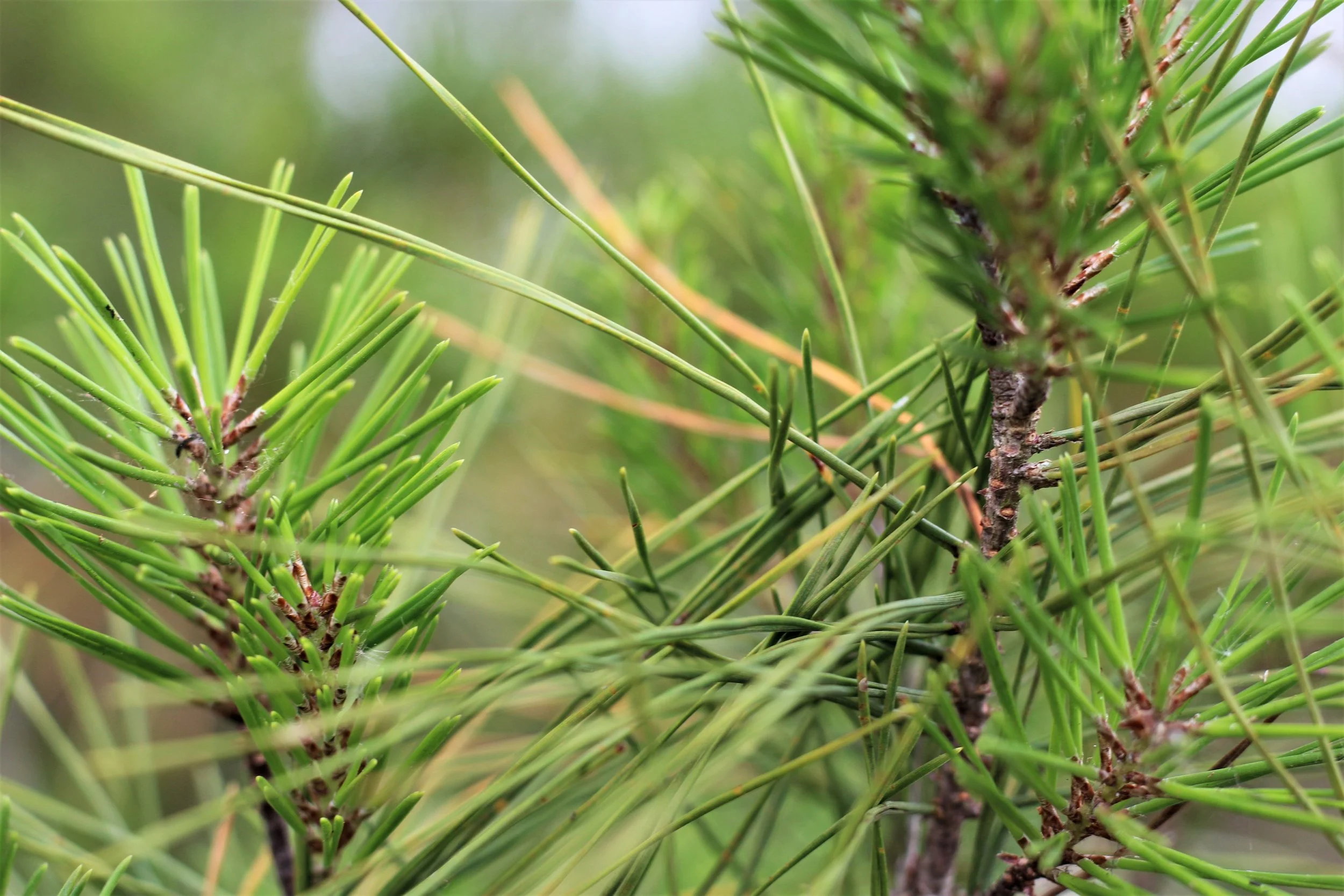 How to Prune a Virginia Pine for Christmas 