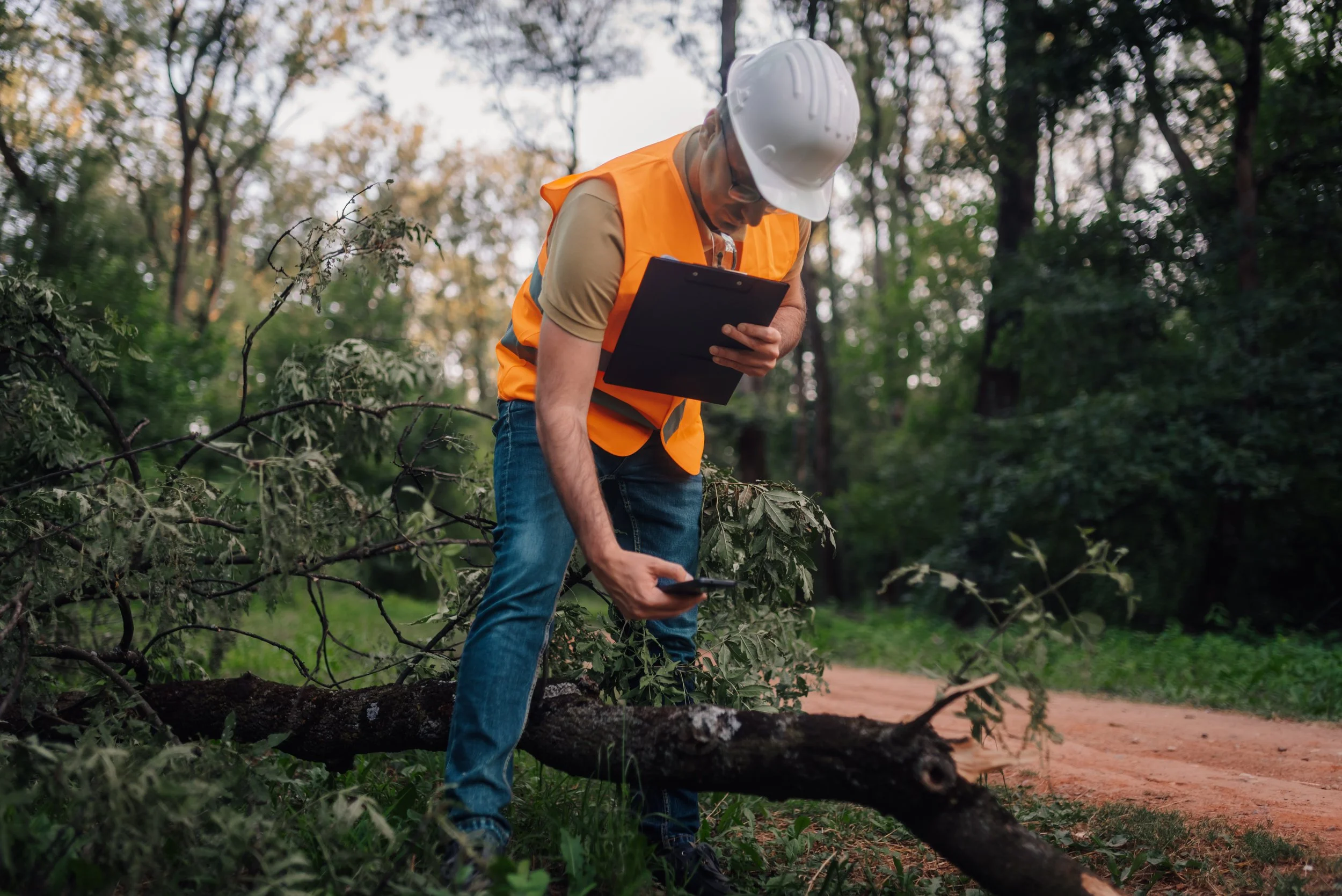 Seasonal Change and Tree Risk Assessments: Spring