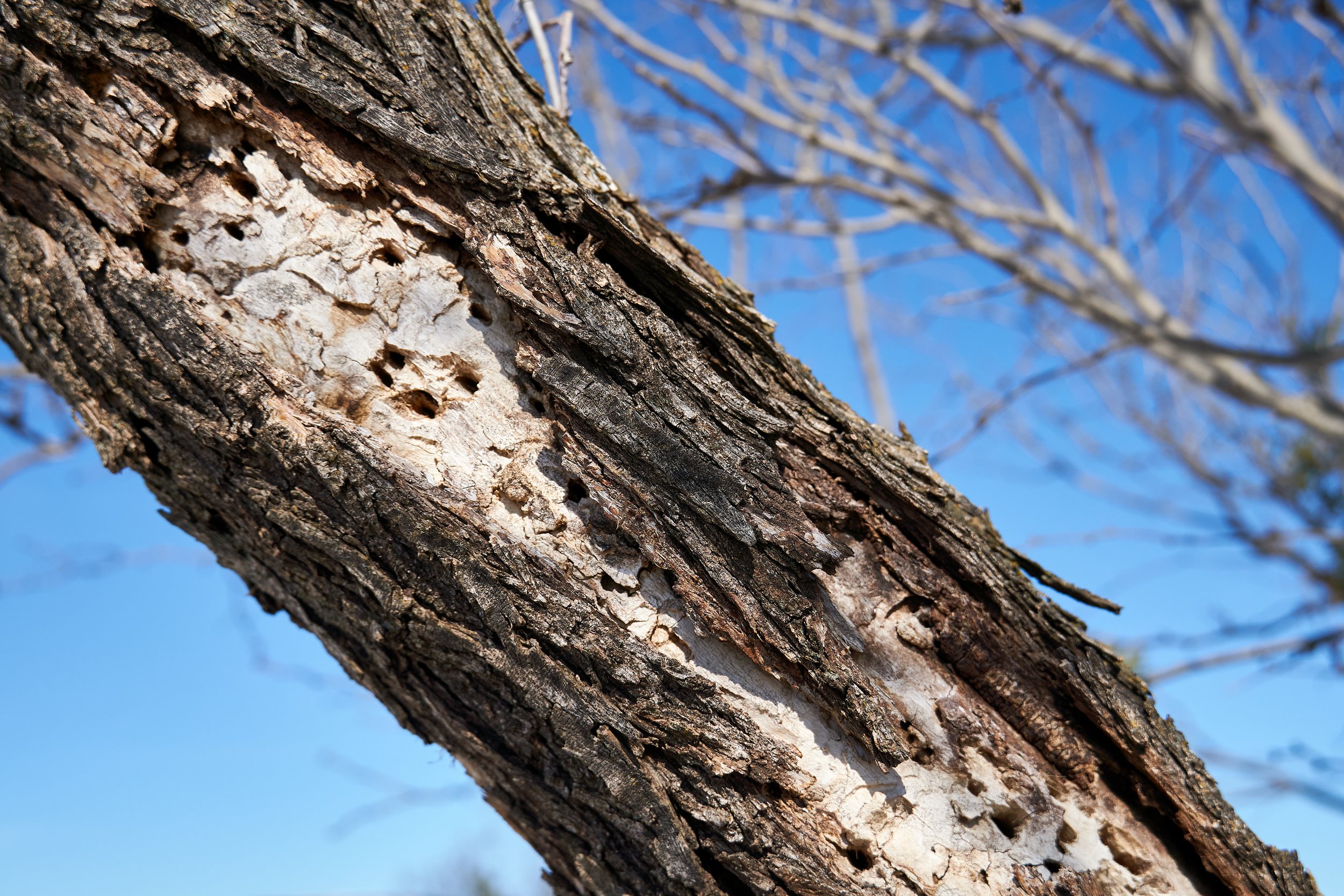 Spring Pest Watch in Nashville’s Urban Canopy
