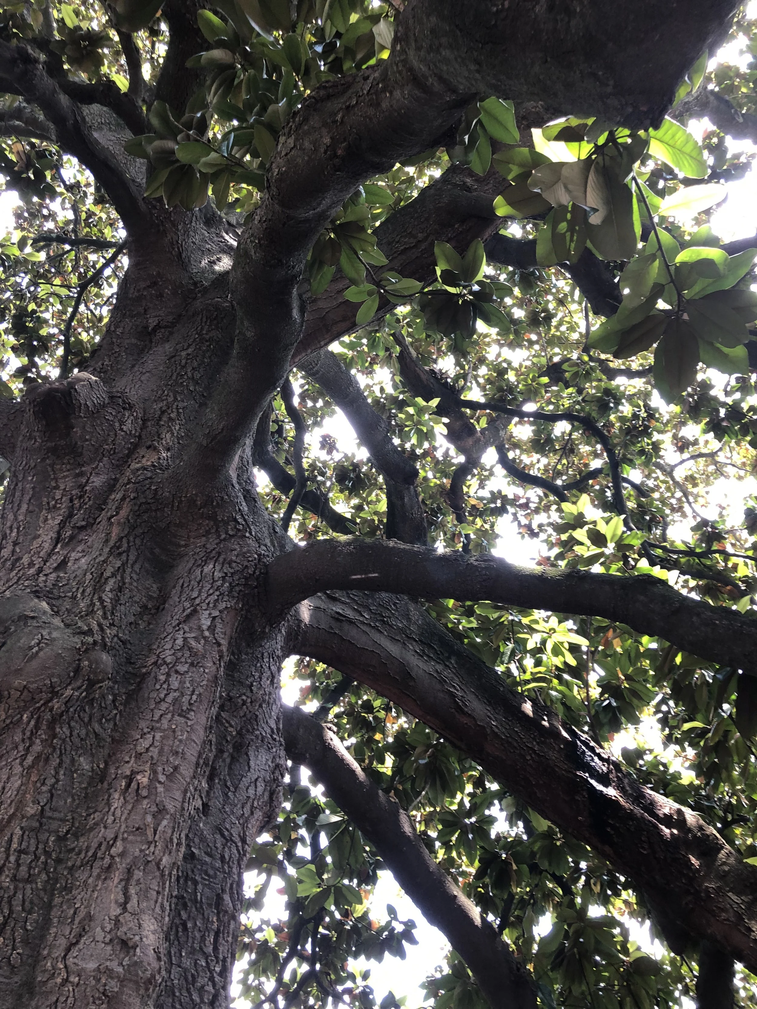 How to Manage Big, Old Trees