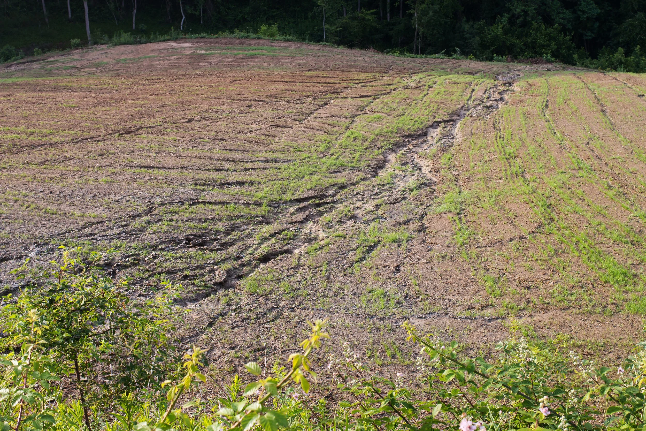 Nashville Trees, Soil Erosion, and The Urban Canopy