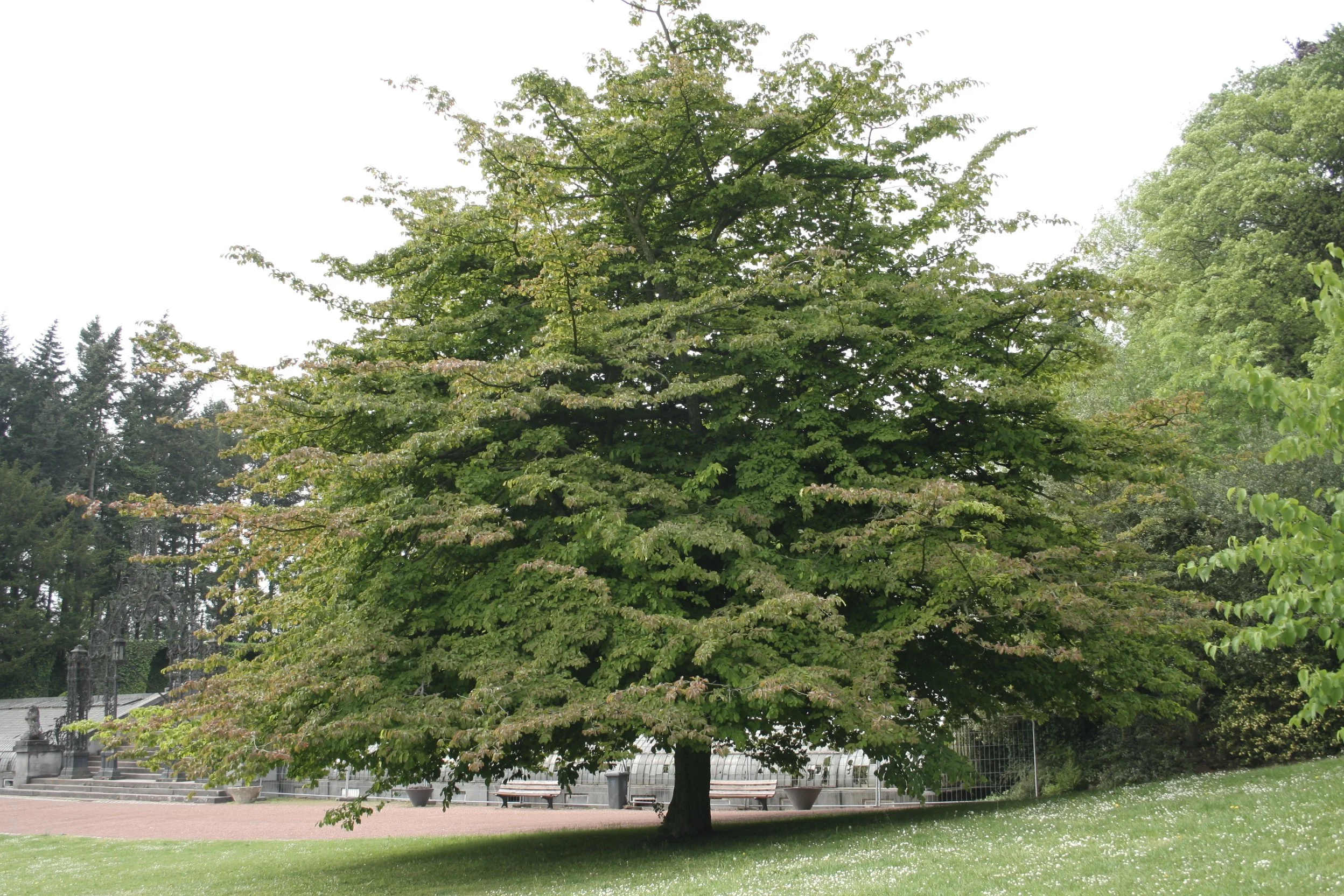 PerianIronwood.jpg