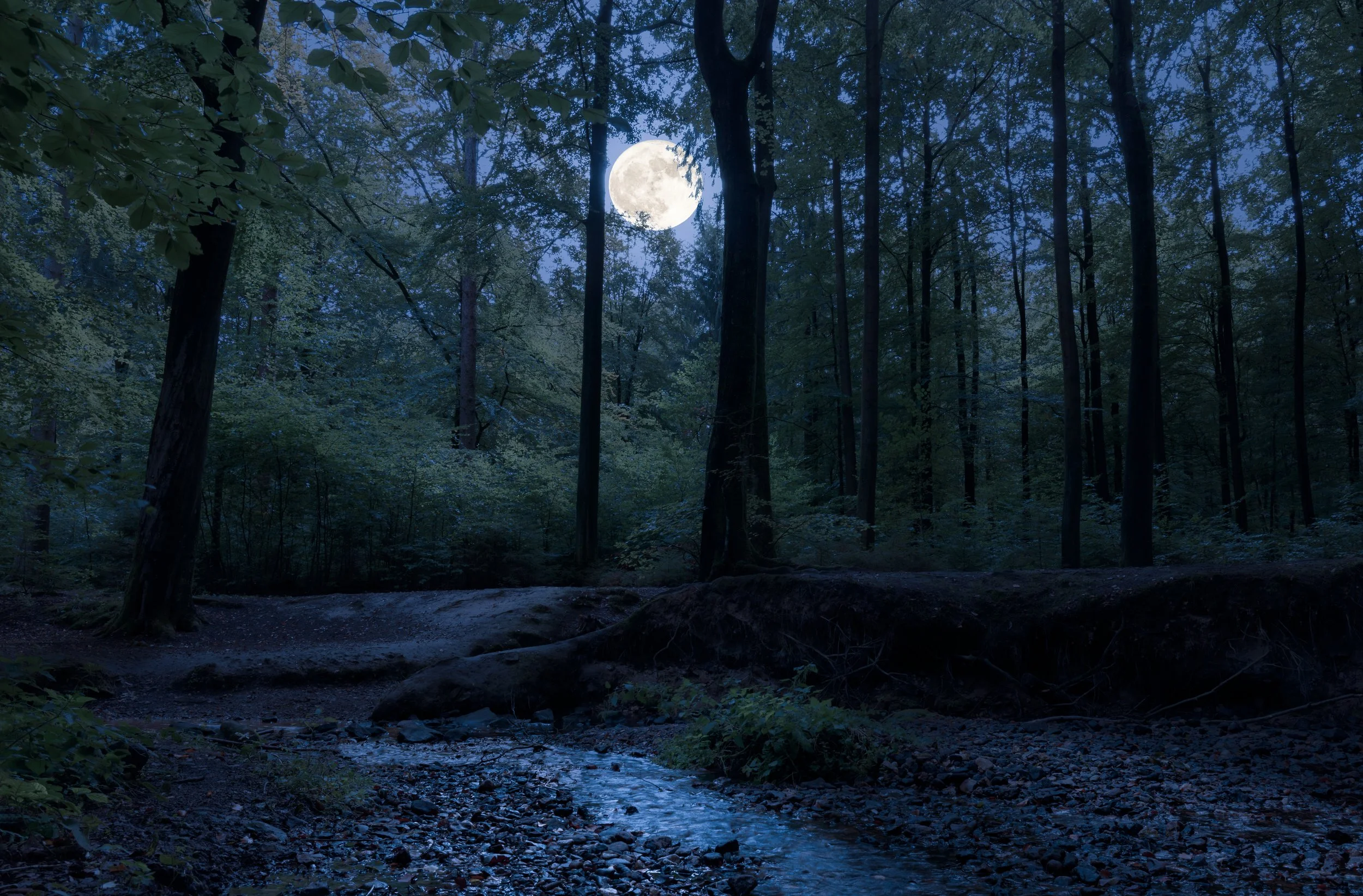 Nighttime Tree Ecosystem Services in Nashville’s Urban Canopy