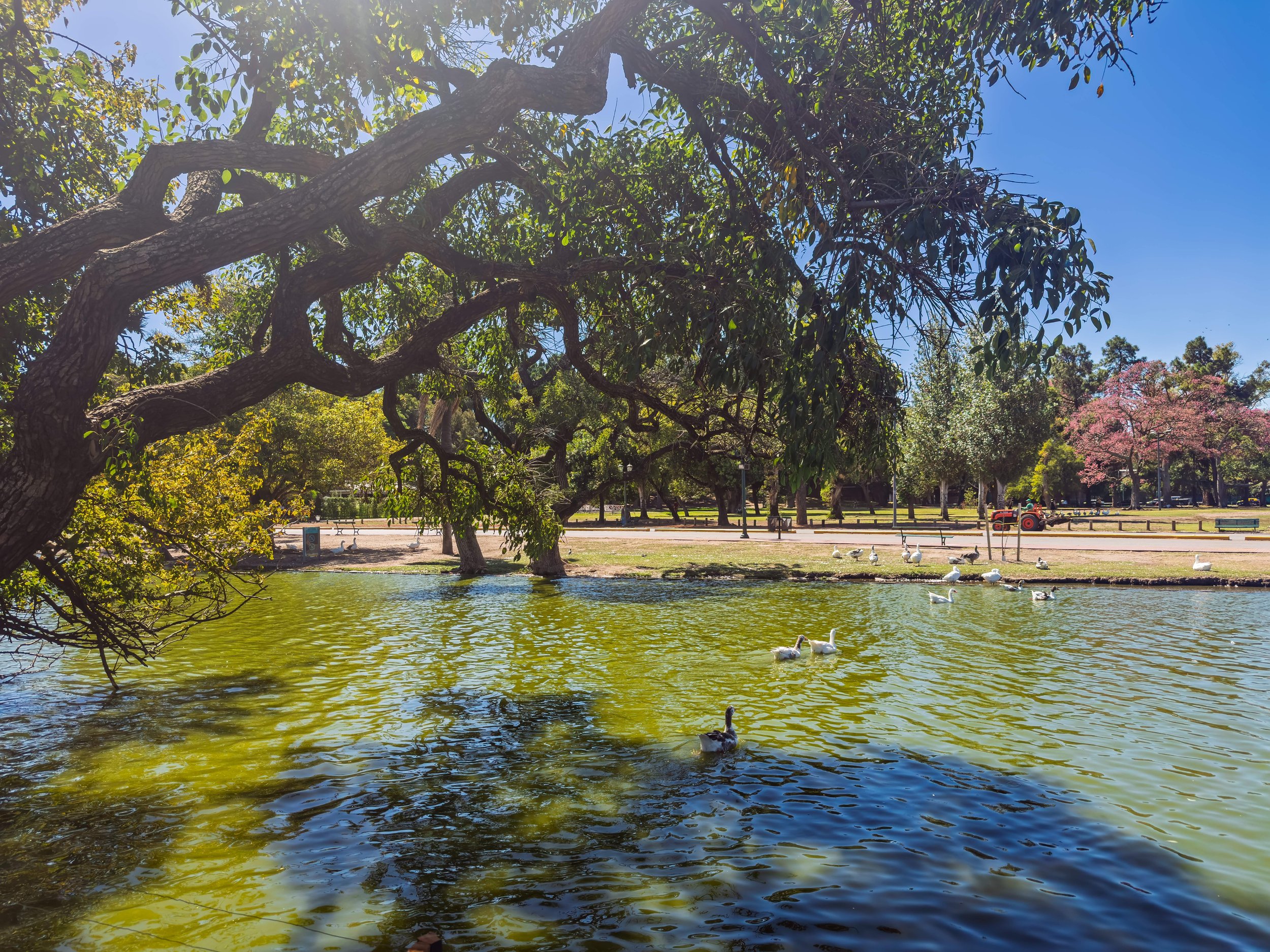 Trees and Nashville Wildlife Part 6: Aquatic Animals