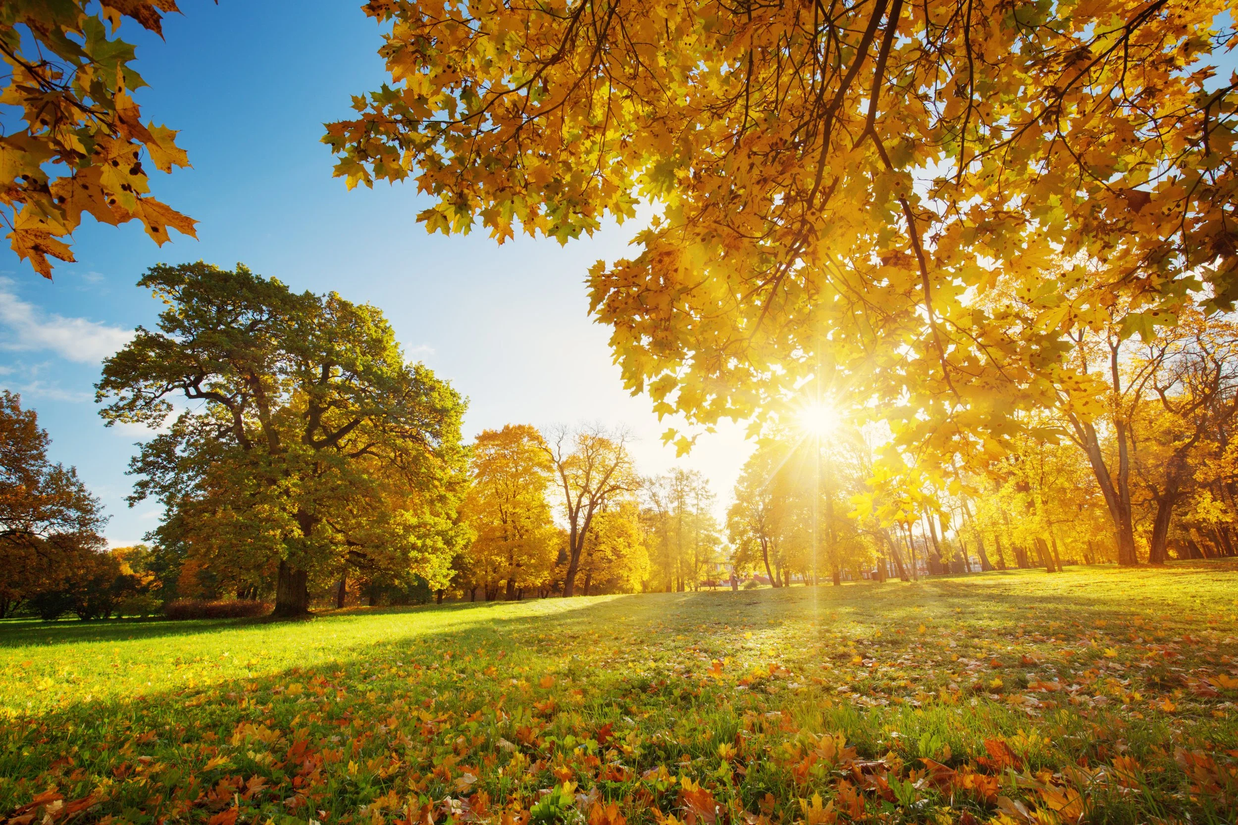 Too Dry, Too Wet, or Just Right? How Weather Affects Fall Foliage From Tennessee to the Carolinas