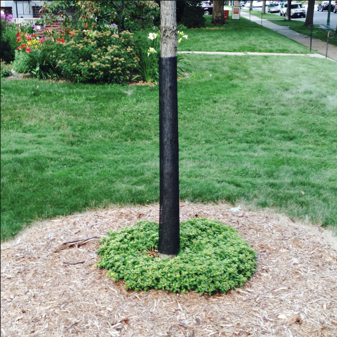 Trunk Saver Screen Mesh Tree Guard