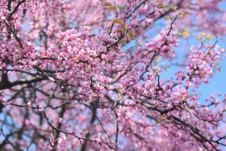 Tree Before Spring Early Spring Trees — Nashville Tree Conservation Corps