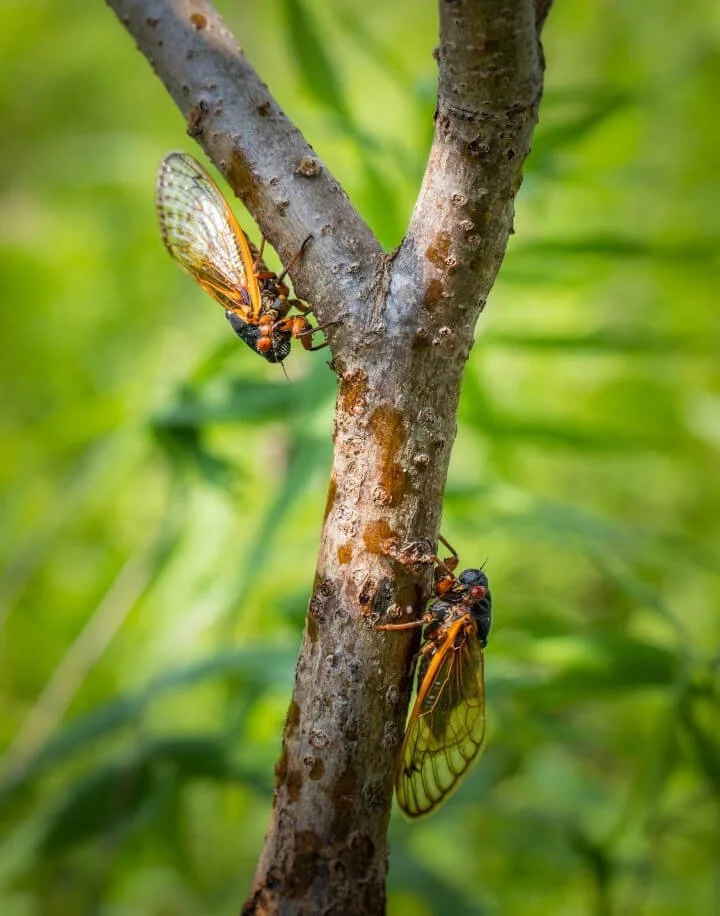 Return of the Cicadas Double Trouble! — Nashville Tree Conservation Corps