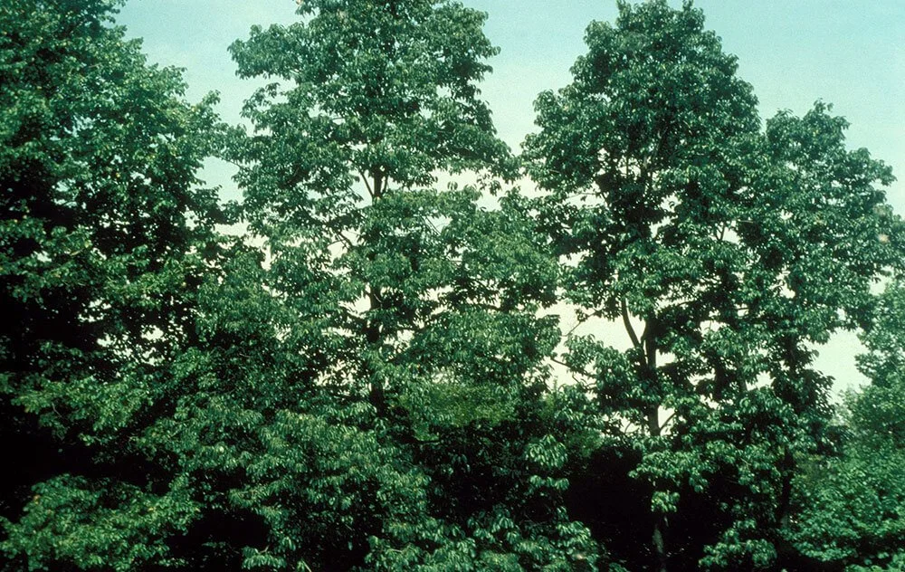 Transsexual Trees: Can Trees Change Gender? — Nashville Tree ...