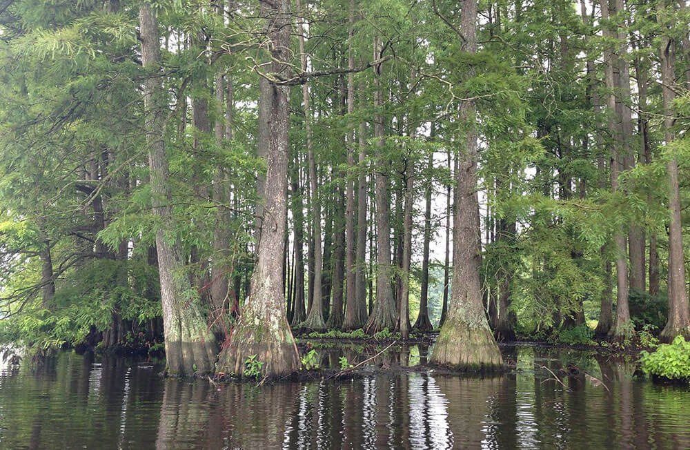 The Bald Cypress Is A Mean Green Urban Filth Cleaning Machine The Bald Cypress Is A Mean Green Urban Filth Cleaning Machine