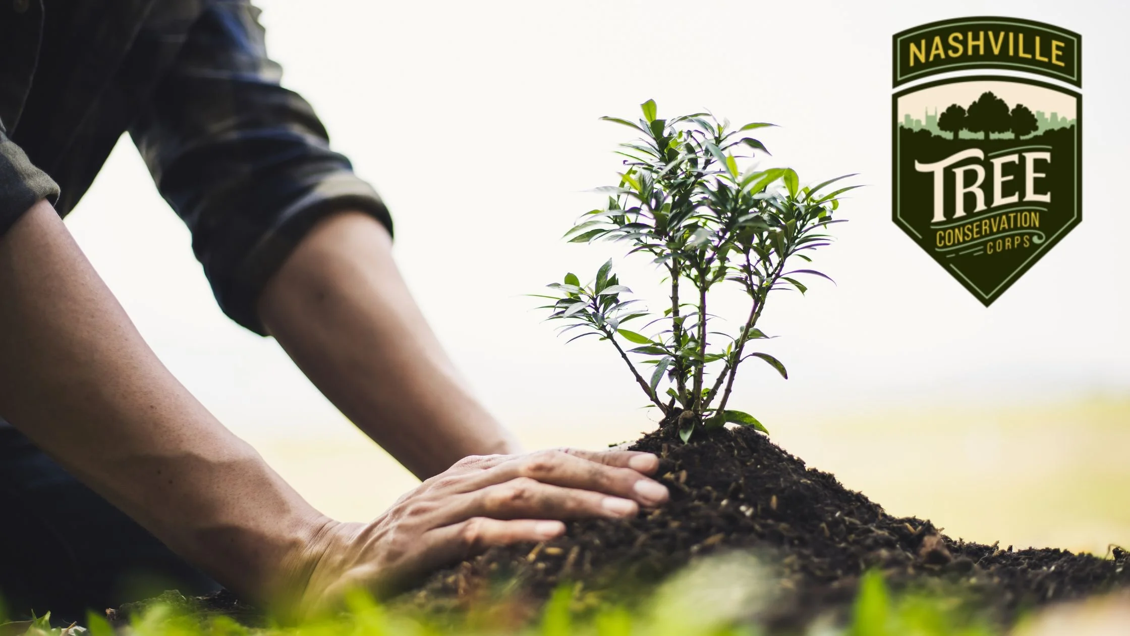 Donate to NTCC Tree Plantings