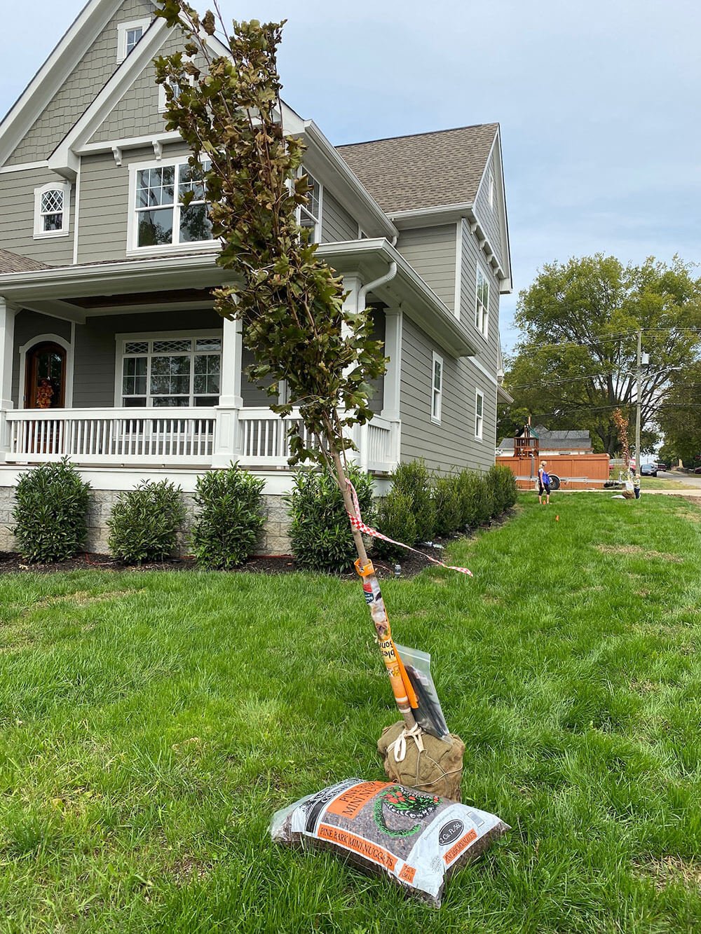 New tree being planted in a house