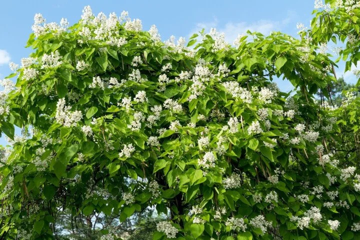 Tree of the Month: Northern Catalpa — Nashville Tree Conservation Corps