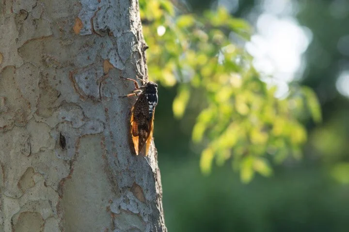 Hearing Cicadas? Here's What You Should Know About These Bugs, Their Sounds, and Their Effects on Nashville Trees