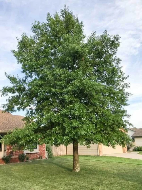 Tree of the Month: Shumard Red Oak — Nashville Tree Conservation Corps