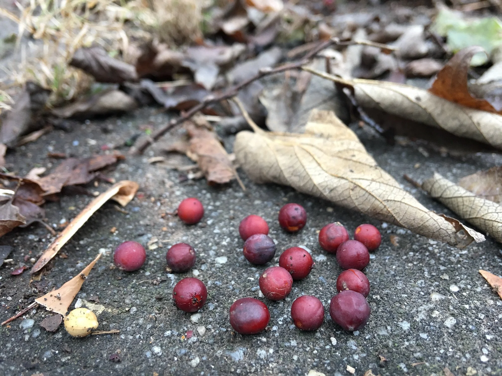 Going Native How Your Tree Supports Wildlife in Winter — Nashville