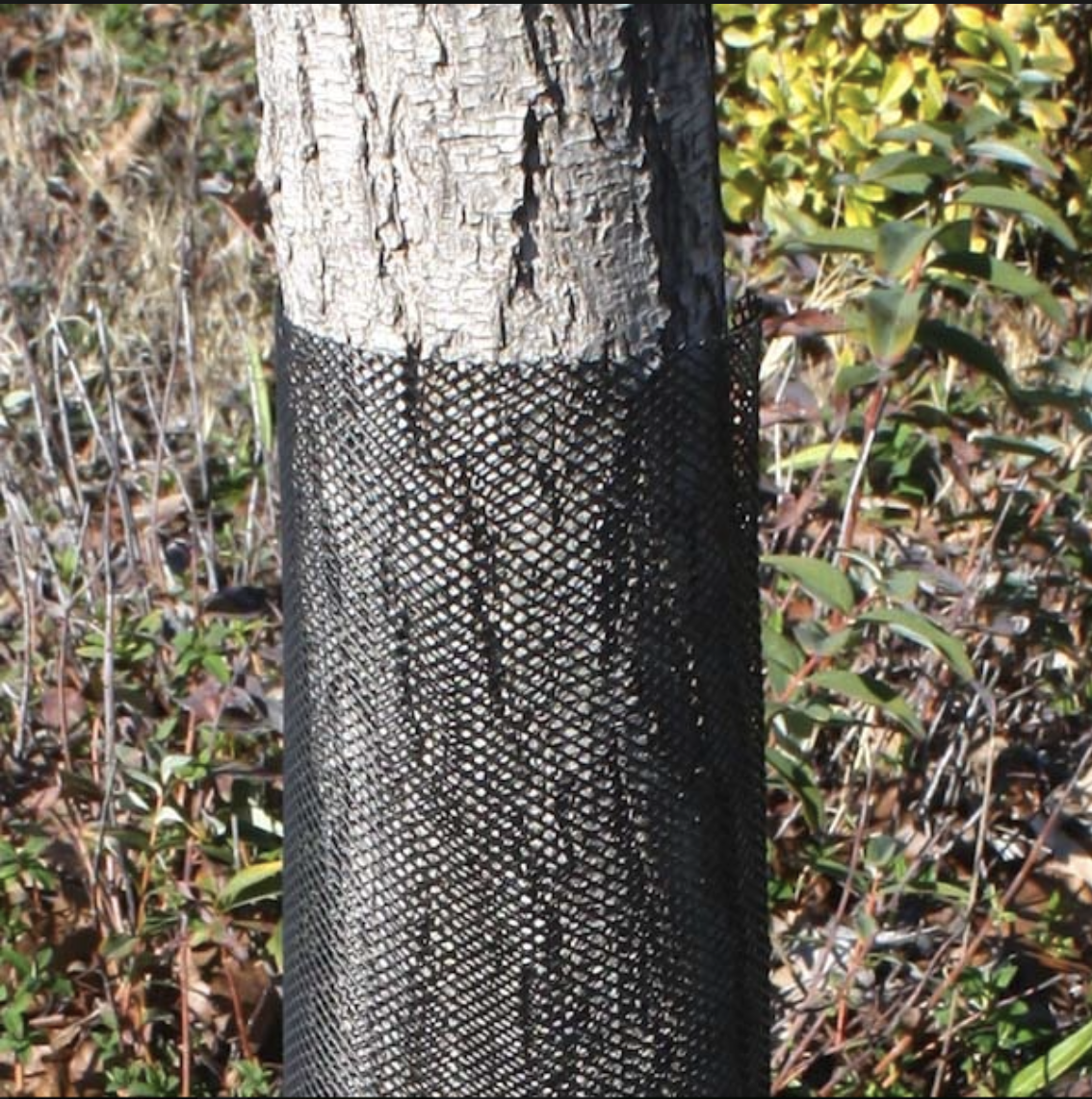 tree_guard_mesh1.png