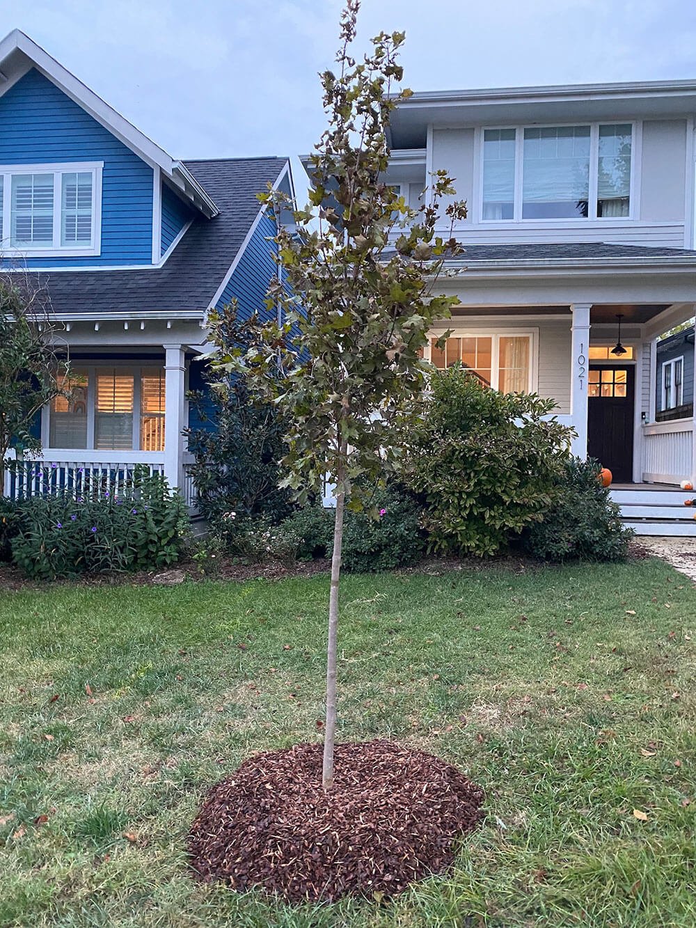 Oak Tree Fertilizer for Newly Planted Trees 