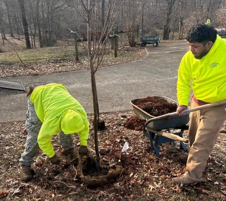 Benefits of Community Involvement in Nashville Tree Conservation