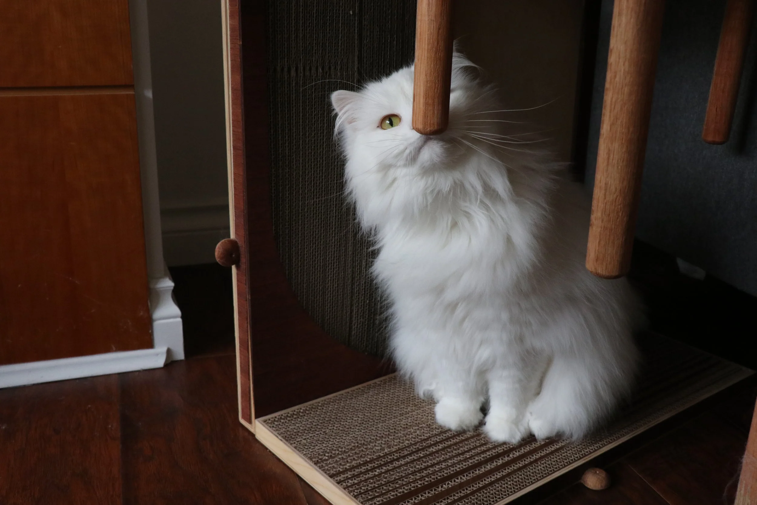  Indoor Cats tend to massage their jaw in order to leave their scent. 