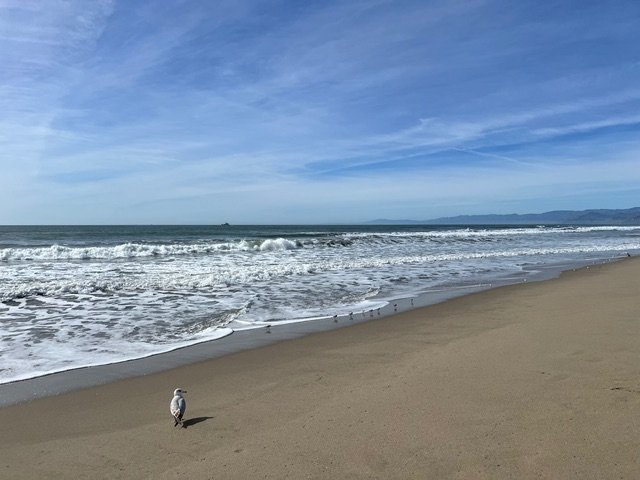 Ocean Seagull.jpeg