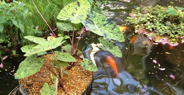 coi pond.jpg