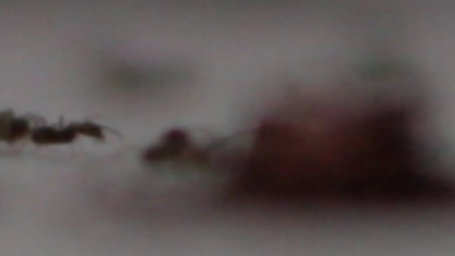 larynx_to_retina_002.jpg