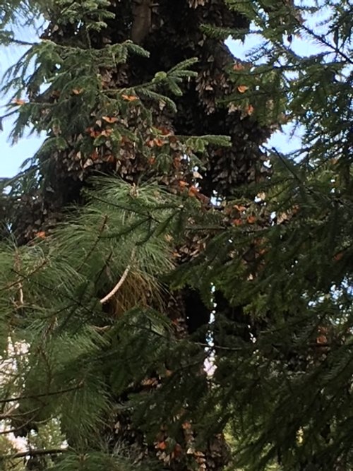 Visiting butterflies